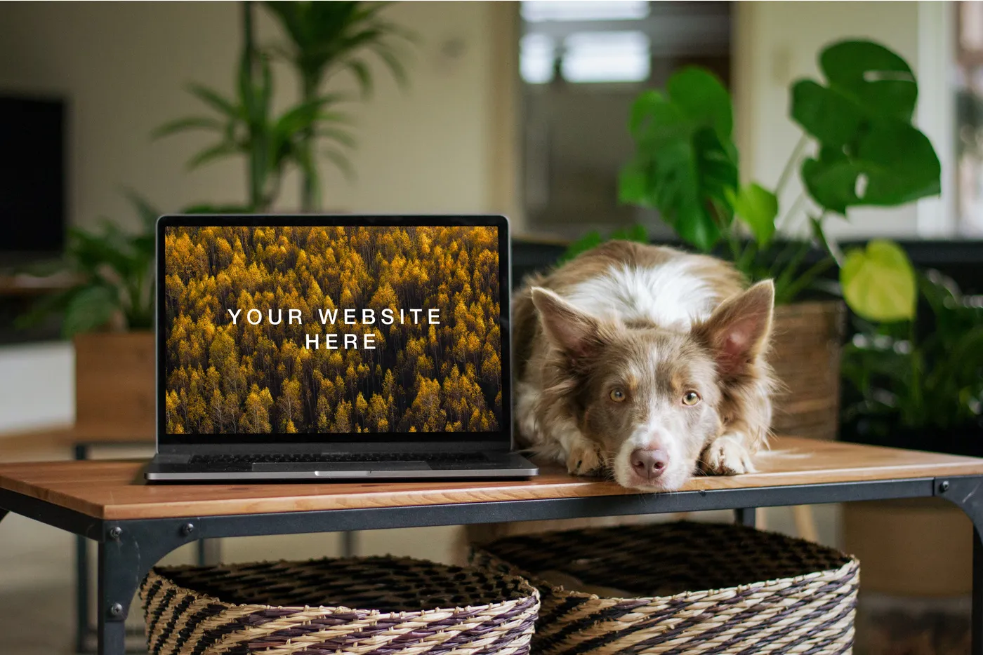 Köpek Mockup ile MacBook - Mr.Mockup | 